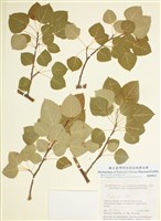 藏品(楊屬)的圖片